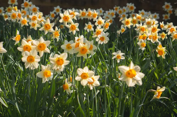 Bring on Spring - daffodils to show that spring is upon us in April and we celebrate more sunlight, april showers and more outdoor activities as the ones in Lilliput house event calendar for April 2023